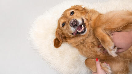 Stimulating Toys for Older Dogs Purina